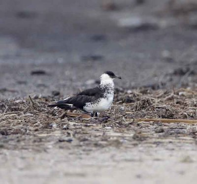 Pomarine Jaeger - breeding_7224.jpg