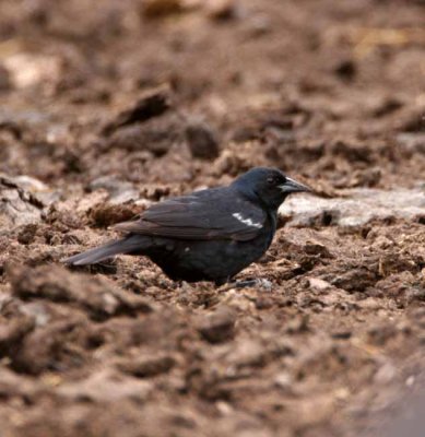 Tricolored Blackbird - male_0787.jpg