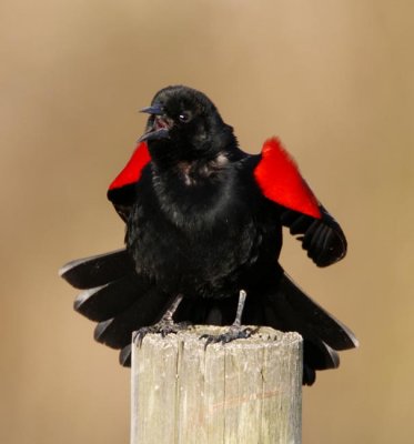Red-winged Blackbird - male_5466.jpg