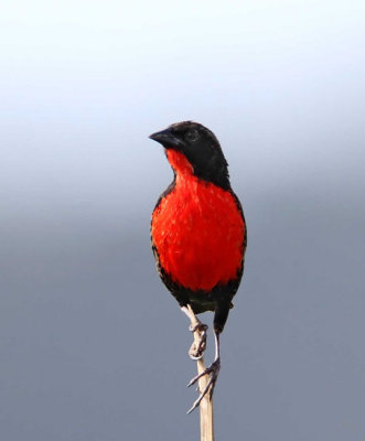 Red-breasted Blackbird - male_6670.jpg