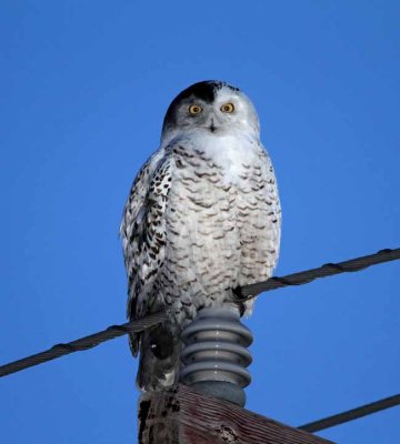 Snowy Owl - immature_2898.jpg