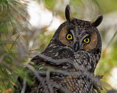 Long-eared Owl_5886.jpg