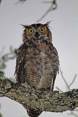 Great Horned Owl_9583.jpg