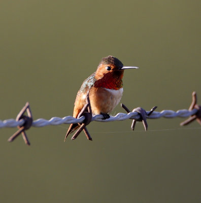 Allen's Hummingbird - male_0003.jpg