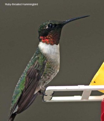  Ruby-throated Hummingbird - male 8788.jpg