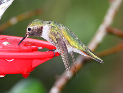Broad-tailed Hummingbird - male_3396.jpg