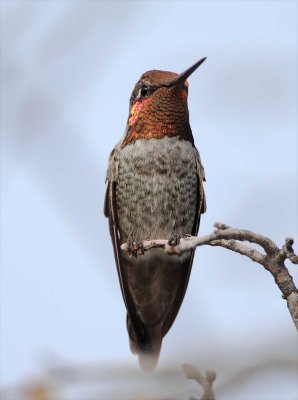 Anna's Hummingbird - male_3720.jpg