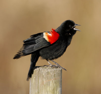Red-winged Blackbird - male_5455.jpg