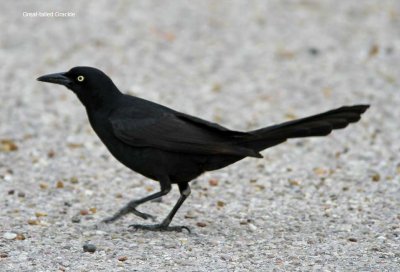 Great-tailed Grackle - male_0457.jpg