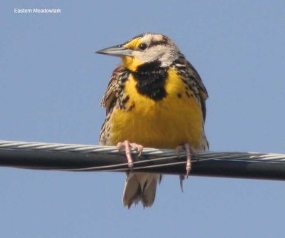 Eastern Meadowlark_1407.jpg