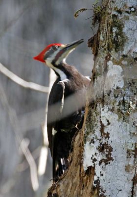 Pileated Woodpecker - male_4974.jpg