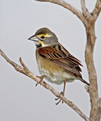 Dickcissel - male_8531.jpg