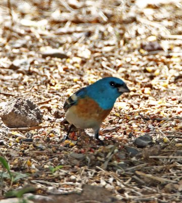 Lazuli Bunting - male_0008.jpg