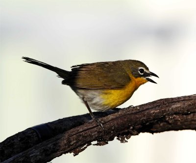 Yellow-breasted Chat_8725.jpg