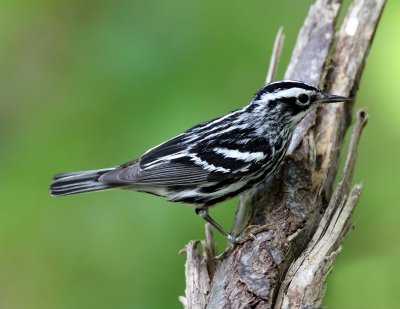Black-and-white Warbler - breeding male_8953.jpg
