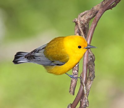 Prothonotary Warbler - male_1077.jpg