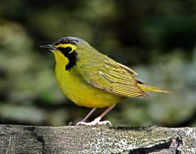 Kentucky Warbler - male _8094.jpg