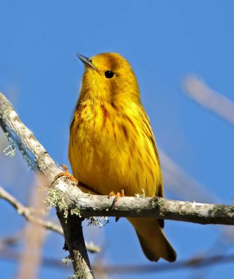 Yellow Warbler - male_7589.jpg