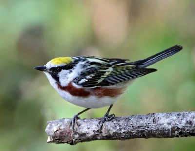 Chestnut-sided Warbler - breeding male_9431.jpg