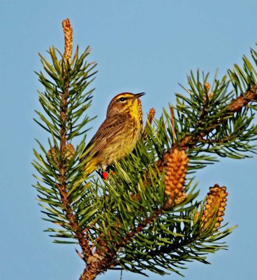 Palm Warbler - breeding_0532.jpg