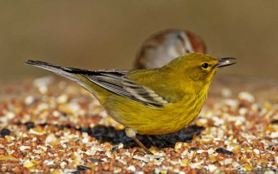 Pine Warbler - male_5282.jpg