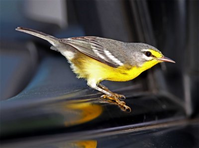 Adelaide's Warbler_3301.jpg