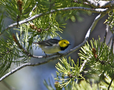 Hermit Warbler - male_1667.jpg