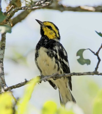 Golden-cheeked Warbler - male_1566.jpg