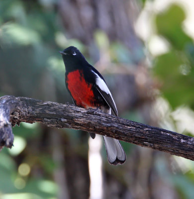 Painted  Redstart_5662.jpg