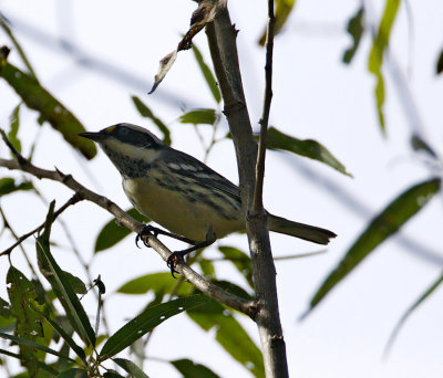 Black-throated Gray Warbler - female__8872.jpg