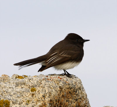 Black Phoebe_3540.jpg