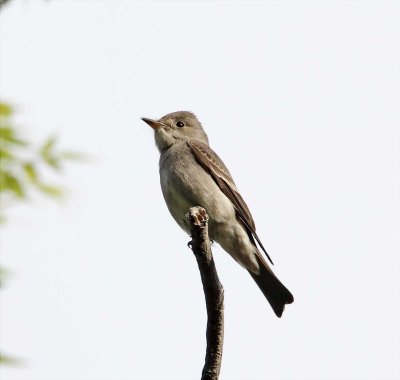 Western Wood-Pewee_9624.jpg