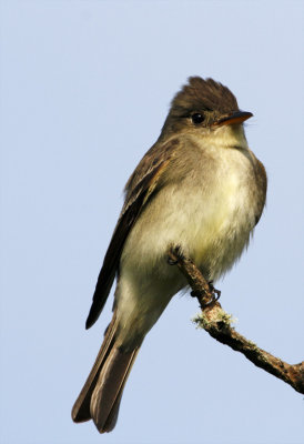 Eastern Wood-Pewee_8469.jpg