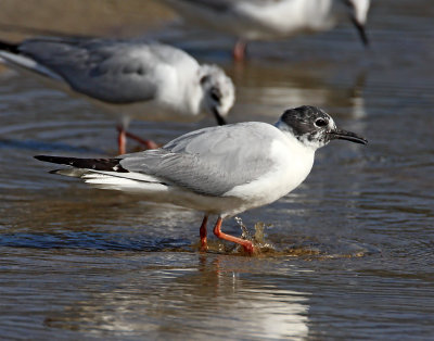 Bonaparte's Gull - adult breeding_0556.jpg