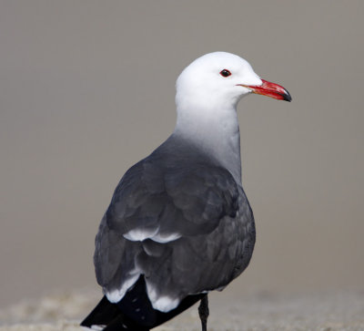 Heermann's Gull - breeding_3208.jpg