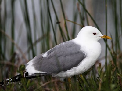Short-billed Gull - breeding_7769.jpg