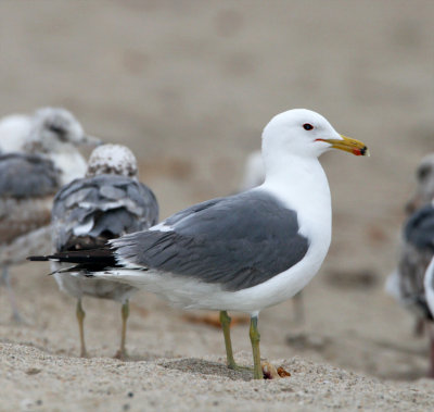 California Gull - breeding adult_9580.jpg