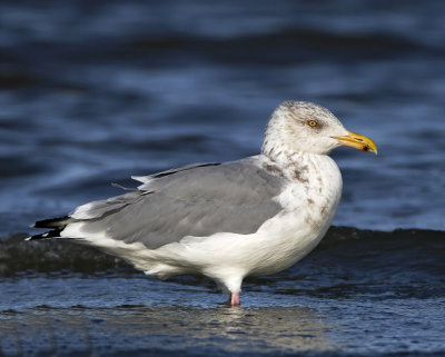 American Herring Gull - adult non-breeding_8212.jpg