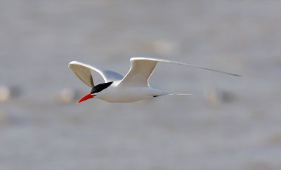 Royal Tern - breeding_7959.jpg