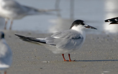 Common Tern - non-breeding_8293.jpg