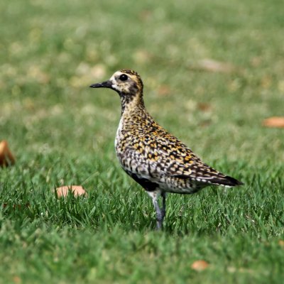 Pacific Golden-Plover_6707.jpg