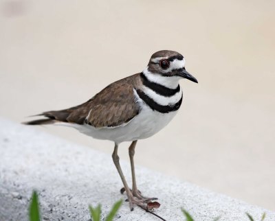 Killdeer_0411.jpg