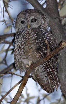 Spotted Owl_9140.jpg