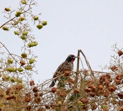 Peruvian Meadowlark_4533.jpg