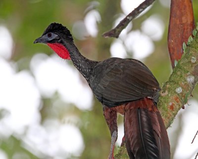 Crested Guan_4977.jpg