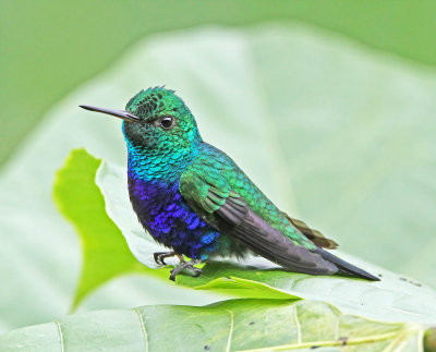 Violet-bellied Hummingbird - male_5111.jpg