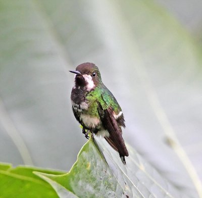 Green Thorntail - female_4818.jpg