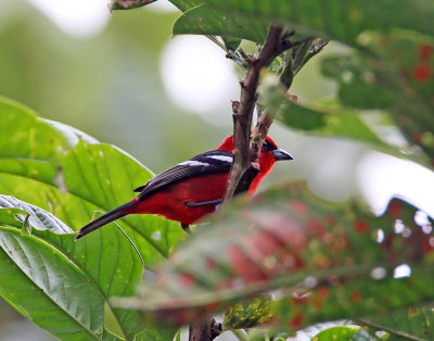 White-winged Tanager - male_5268.jpg