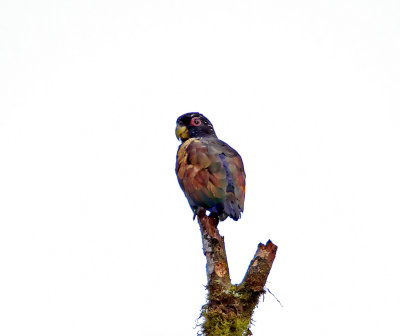 Bronze-winged Parrot_5671.jpg