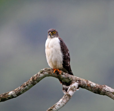 Double-toothed Kite - juvenile_5453.jpg